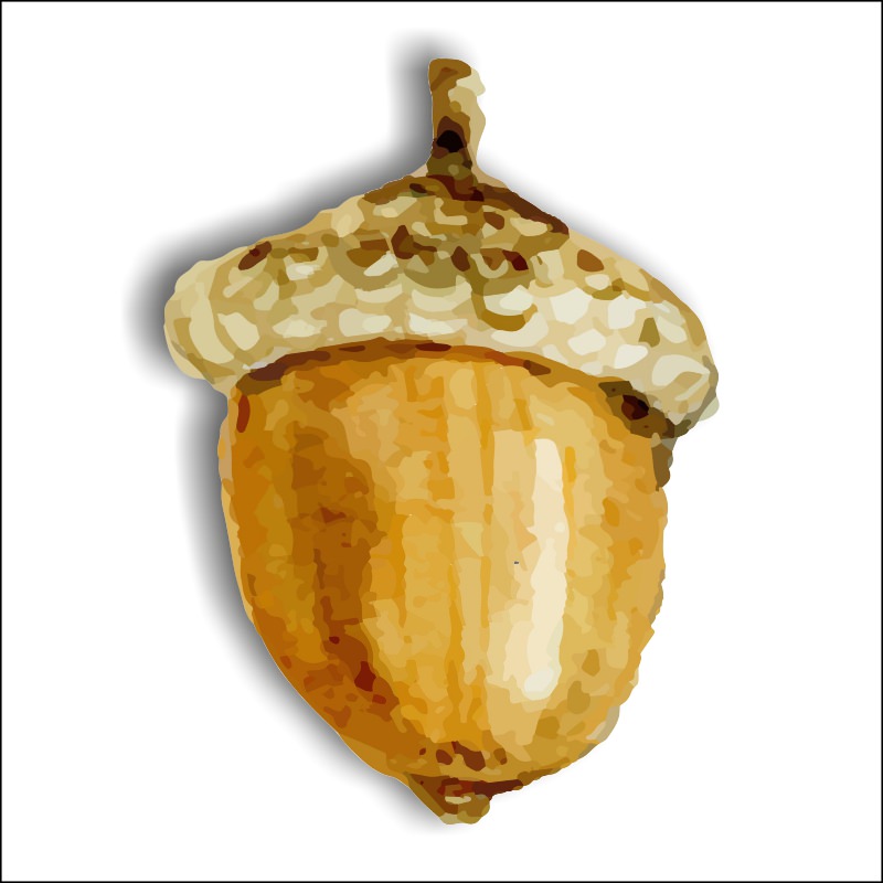 Βελανίδι COL583